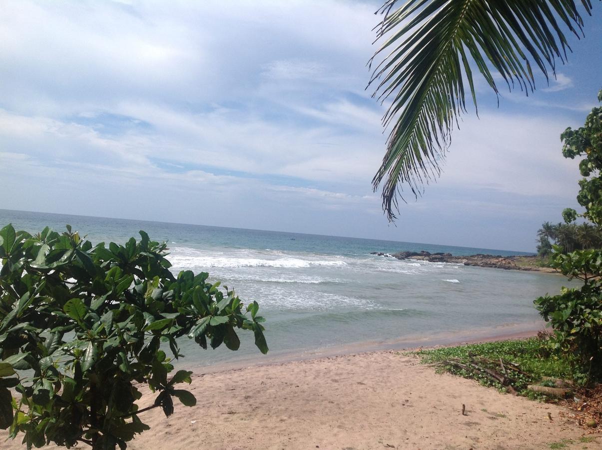 Манго шри ланка. Диквелла Шри Ланка. Dickwella Beach Шри Ланка. Манго Шри Ланка фото.